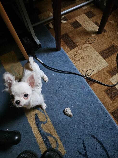 Pies chiulala dlugowlosa