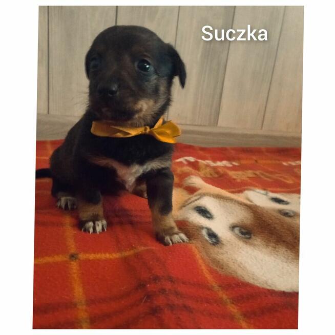 oddam szczeniaki