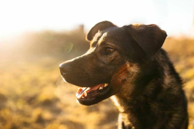 Ami - wychowany, mądry, wesoły psiak!