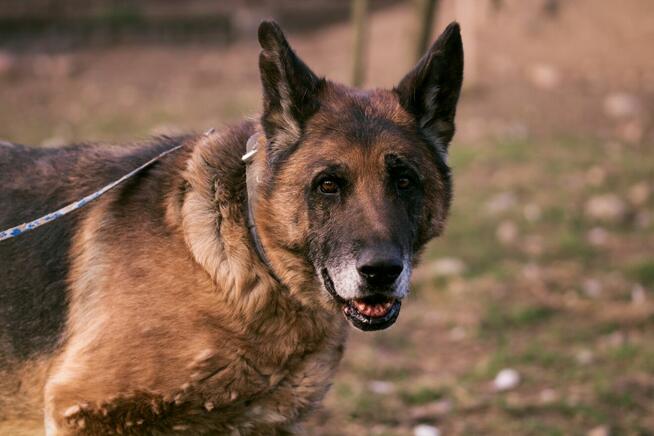 Hobo - wspaniały ONek szuka domu tymczasowego lub stałego!