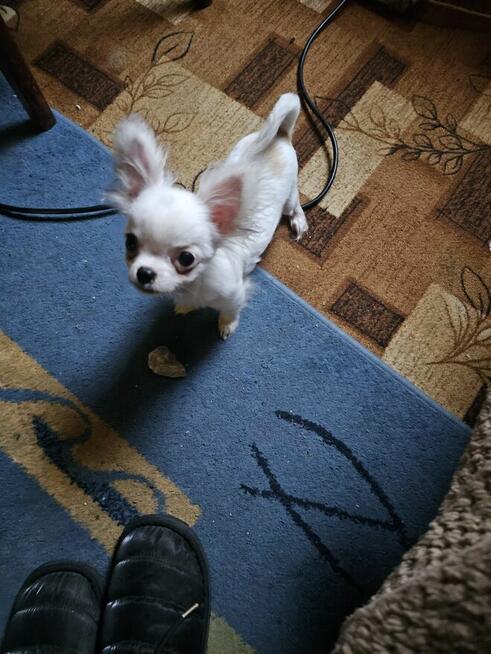 Pies chiulala dlugowlosa