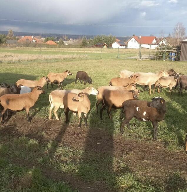 Owce owca kameruńskie