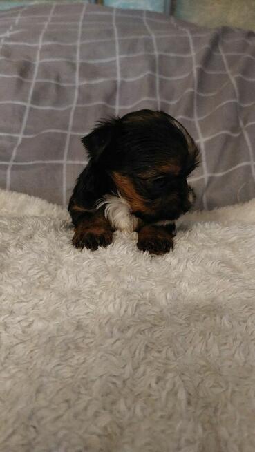 Śliczny chlopak yorkshire