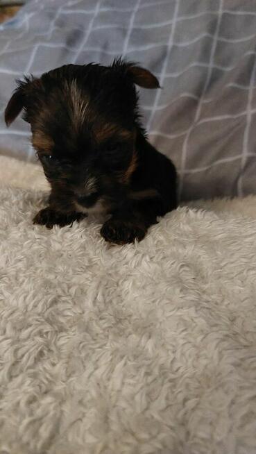 Śliczny chlopak yorkshire