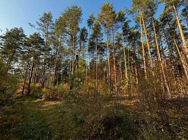 Działka leśna w miejscowości Błędnica, 9,7 ha