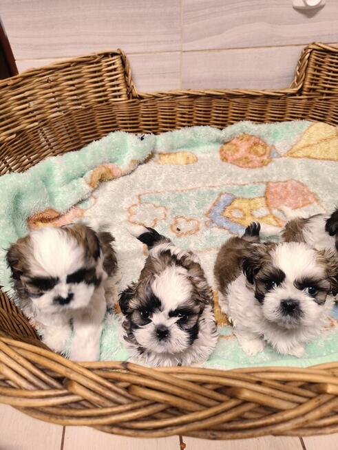 Shih tzu