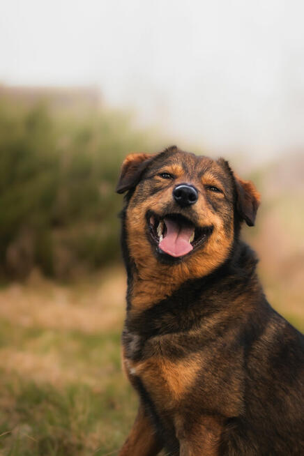 Kajtek - domowy, nieduży psiak szuka domu!