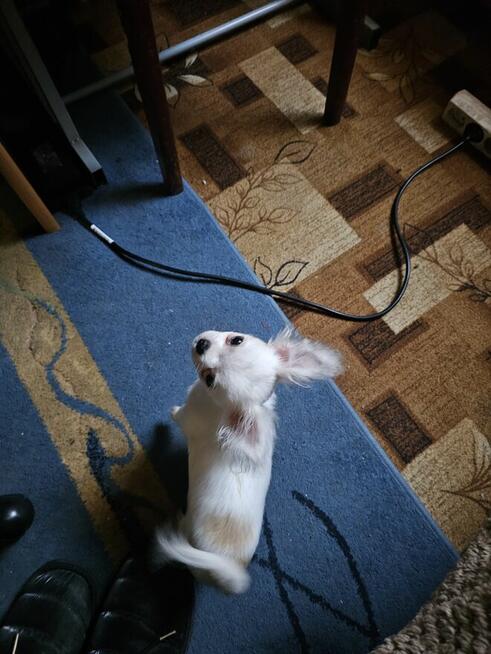 Pies chiulala dlugowlosa