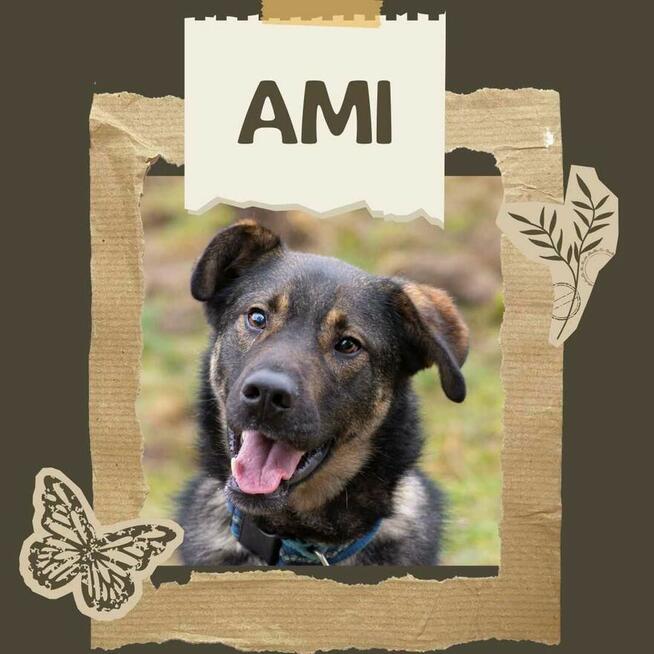 Ami - wychowany, mądry, wesoły psiak!