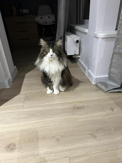 Reproduktor Maine Coon