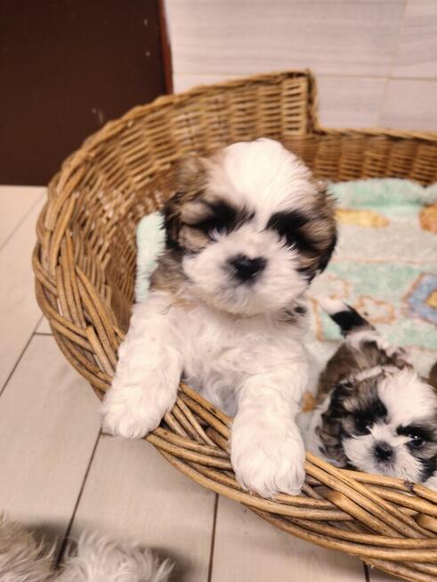 Shih tzu