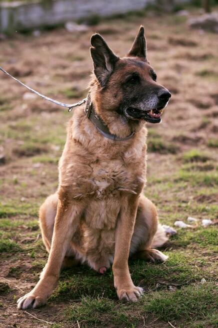 Hobo - wspaniały ONek szuka domu tymczasowego lub stałego!