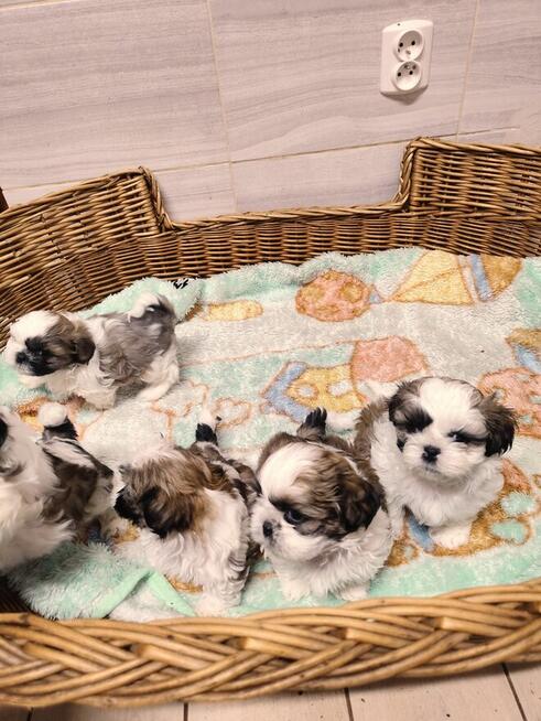 Shih tzu