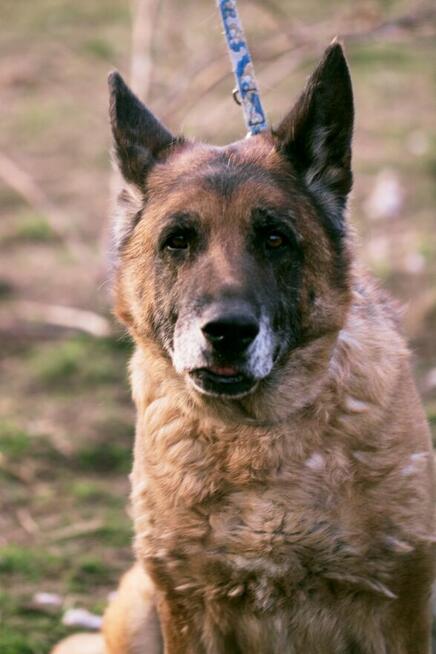 Hobo - wspaniały ONek szuka domu tymczasowego lub stałego!