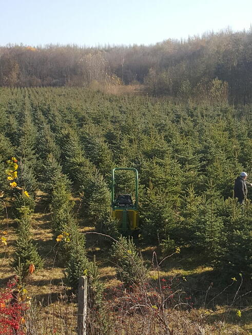 Świerk , Jodła kaukaska cięta i w donicy na Boże Narodzenie