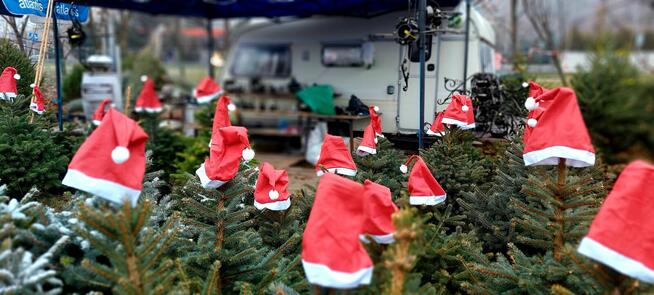 Świerk , Jodła kaukaska cięta i w donicy na Boże Narodzenie