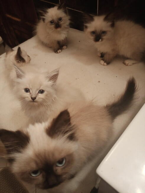 Kocięta Ragdoll Rumia