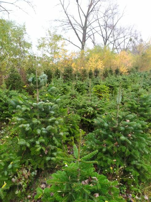 Świerk , Jodła kaukaska cięta i w donicy na Boże Narodzenie