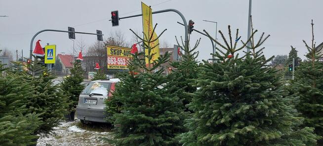 Świerk , Jodła kaukaska cięta i w donicy na Boże Narodzenie