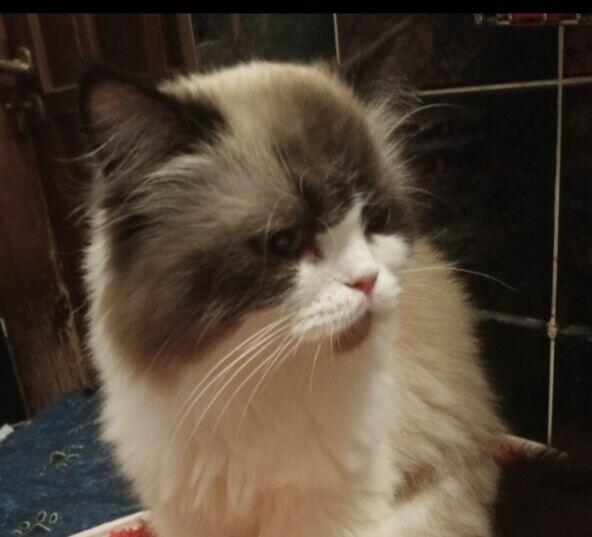 Kochana kotka Ragdoll