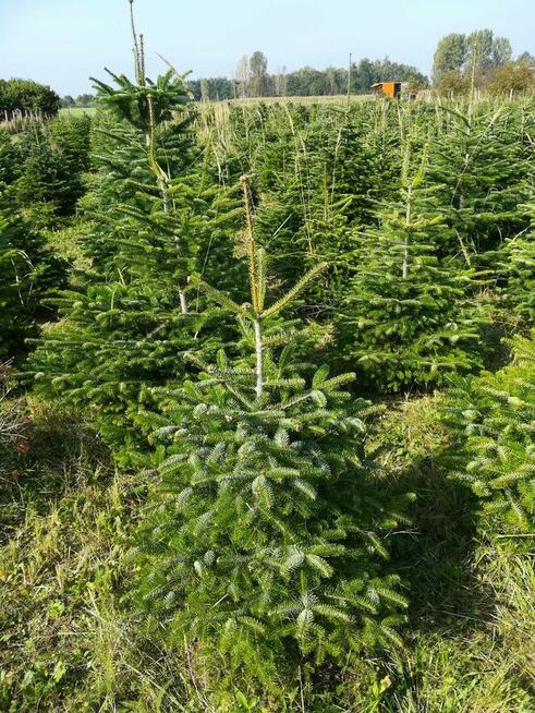 Świerk , Jodła kaukaska cięta i w donicy na Boże Narodzenie