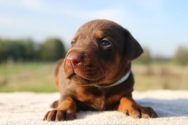Doberman szczenięta z wyjątkowego skojarzenia ZKwP/FCI