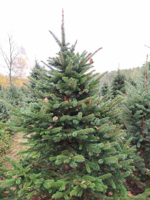 Świerk , Jodła kaukaska cięta i w donicy na Boże Narodzenie