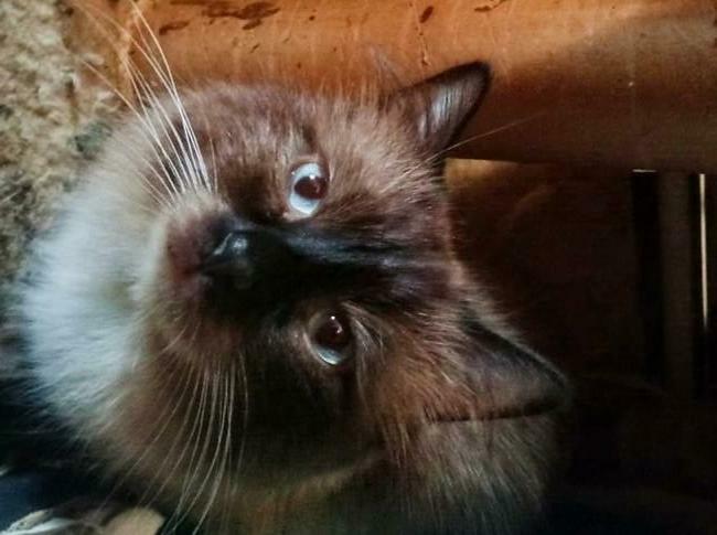 Kocurek Ragdoll reproduktor Rumia