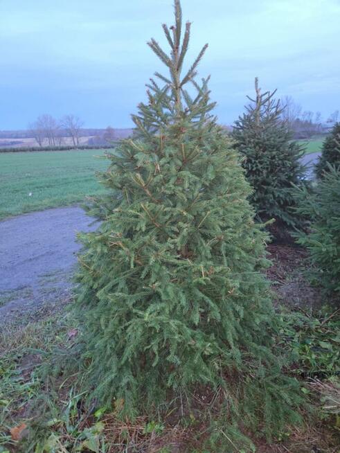 Świerk , Jodła kaukaska cięta i w donicy na Boże Narodzenie