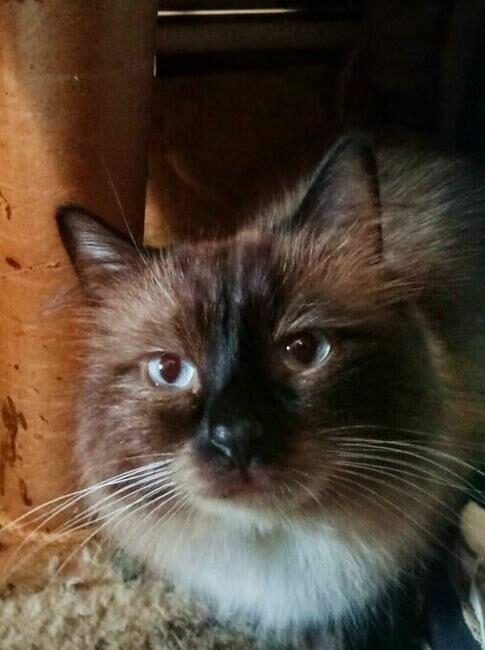 Kocurek Ragdoll reproduktor Rumia