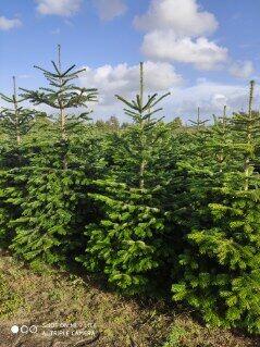 Świerk , Jodła kaukaska cięta i w donicy na Boże Narodzenie