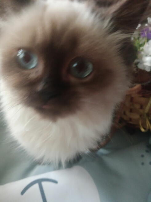 Kocięta Ragdoll Rumia