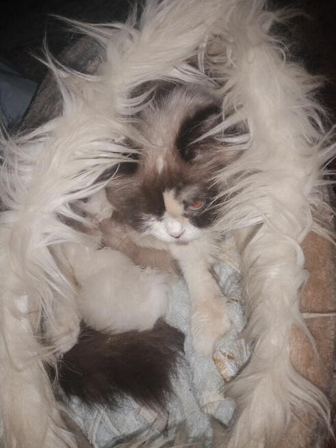 Kocięta Ragdoll Rumia