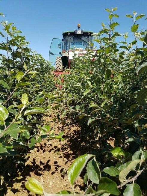 DRZEWKA Owocowe-SADZONKI-PRODUCENT