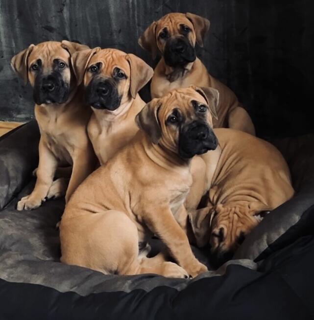 Boerboel szczeniaki Mastif południowoafrykański rodowod FCI