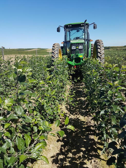 DRZEWKA Owocowe-SADZONKI-PRODUCENT