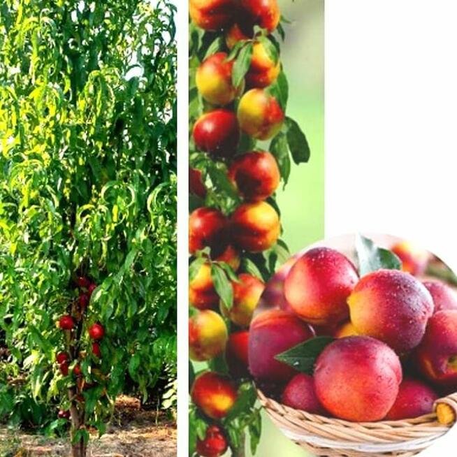 DRZEWKA Owocowe-SADZONKI-PRODUCENT