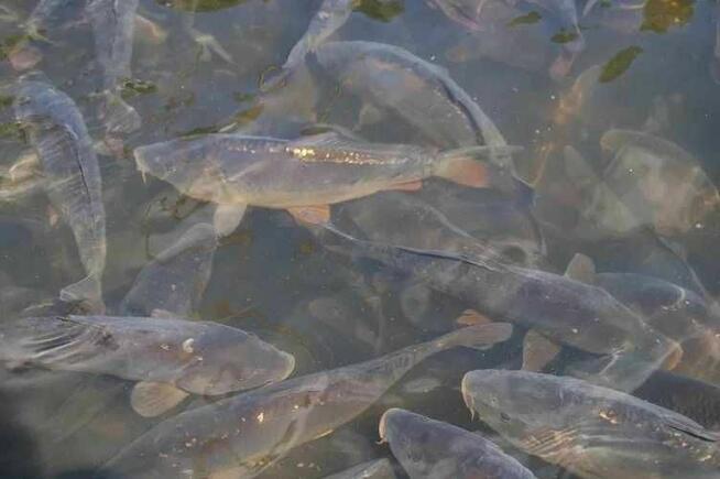 Karp, żywe lub po uboju, c. 27 zł/kg, samo zdrowie