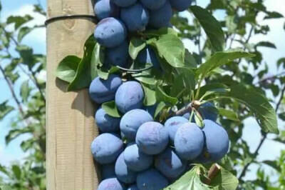 DRZEWKA Owocowe-SADZONKI-PRODUCENT