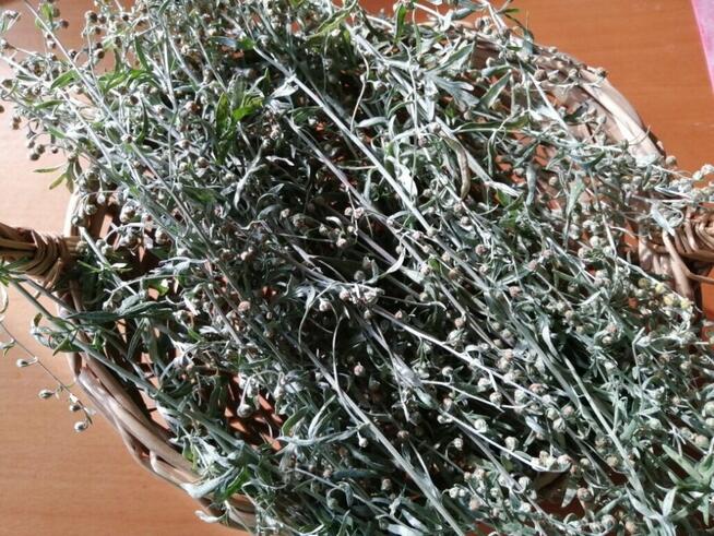 Ziele Bylicy piołun(ekologiczna uprawa) 10kg CZYSTA NATURA