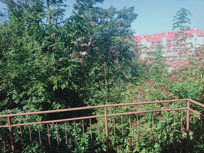 Sprzedam dom 9 pokojowy z garażem, piwnicą i balkonem