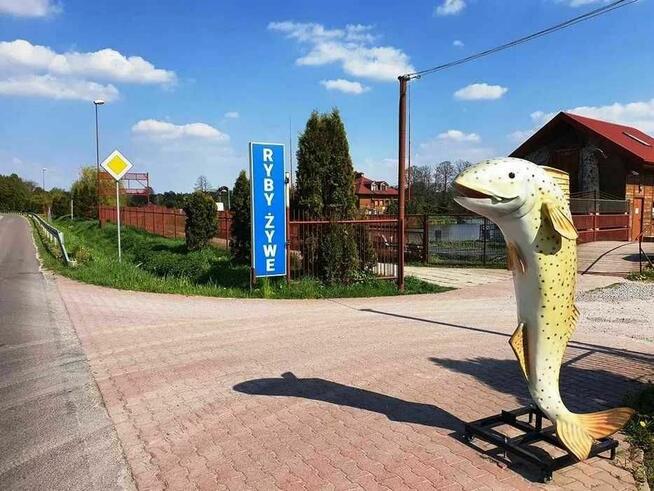 Karp, żywe lub po uboju, c. 27 zł/kg, samo zdrowie