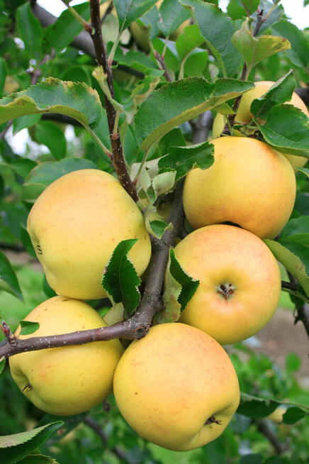 DRZEWKA Owocowe-SADZONKI-PRODUCENT