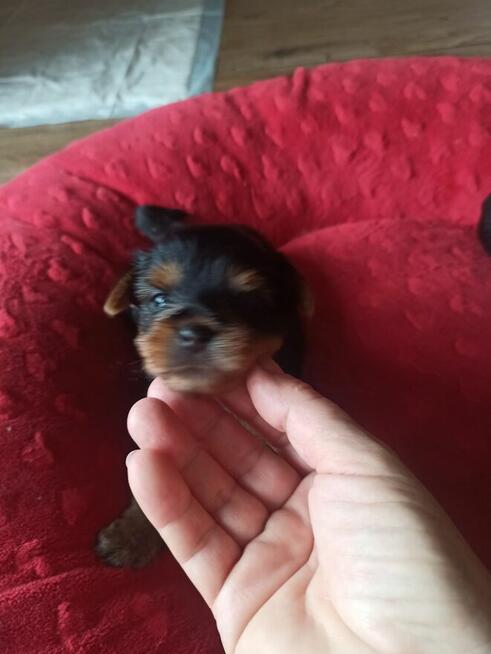 Yorkshire terrier