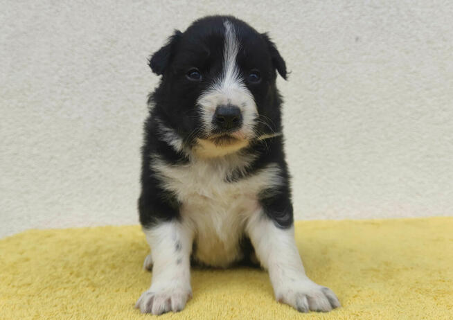 BORDER COLLIE rasowy pies z hodowli, czarno-biały