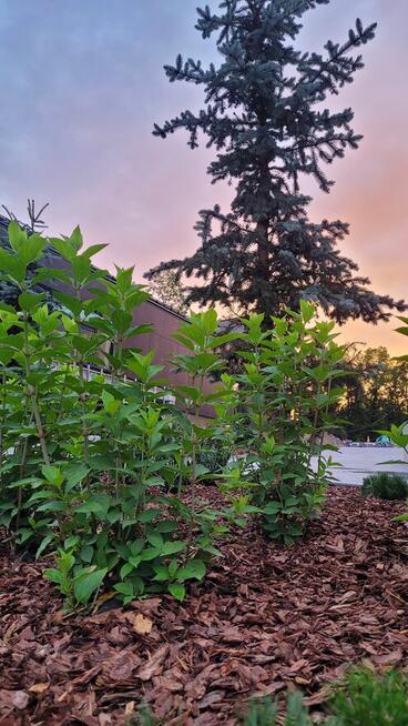 OGRODY SZPAKOWSKI. ZAKŁADANIE i PIELĘGNACJA OGRODÓW.