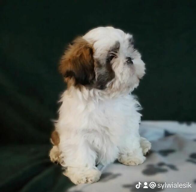 ShihTzu