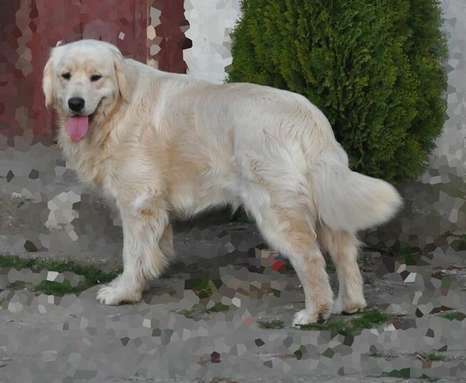 Golden retriever suczka