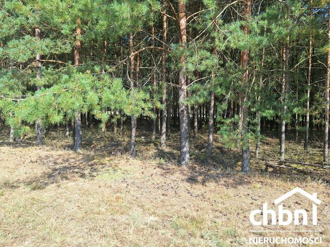 Zamieszkaj w samym sercu lasu!!