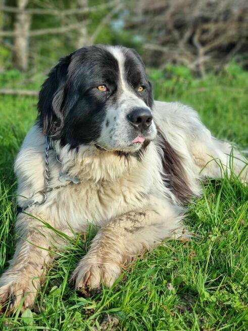 Falkor - olbrzym o gołębim sercu szuka domu